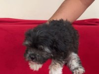 Teslime hazır yavru köpekler
