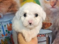Yavru maltese köpekler