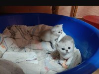 SAF KAN BRİTİSH KEDİLER