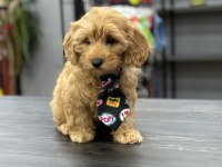 Kıvır kıvır koyu maltipoo yavrular