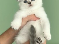 Sadece Değerini Bilecek Ailelere: Özel Scottish Fold