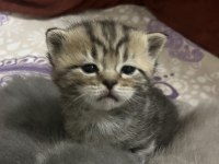 Golden Tabby Yavru Kedimiz