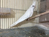 KUSURSUZ DAMIZLIK ALBİNO ERKEK SULTAN PAPAĞANI