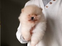 Orijinal Pomeranian Boo
