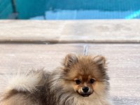 Pomeranian boo köpeği