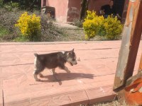 SAFKAN SİBİRYA KURDU