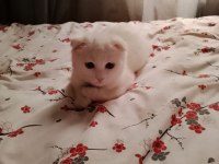 Scottish fold erkek kedimiz