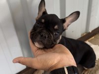 Black tan renk 3.5 aylık french bulldog