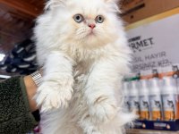 EGZOTİK İRAN KEDİSİ YAVRULARIMIZ