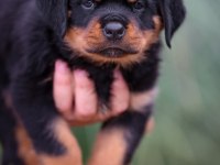 Ev Ortamında Yetiştirilmiş Rottweiler Yavrularımız