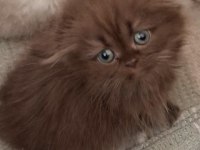 British longhair 55 günlük