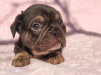 Choco And Tan ve Choco Çikolata tadında french bulldog
