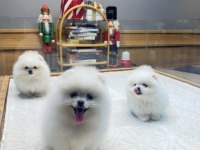 Orjinal Pomeranian Boo 