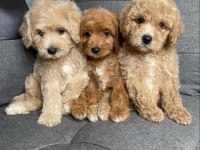 Maltipoo cinsi yavrular 0 numara