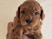 Safkan Toy Poodle Yavruları