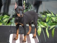 Kalite doberman yavrular