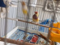 Goldian finch hazır takımlar