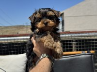 Petmode köpek çiftliğinden  tea cup yorkshire terrier
