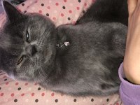10 aylık erkek british longhair