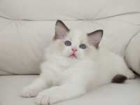 Full şecereli ragdoll yavruları