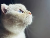 Ücretsiz Sahiplendirme Scottish Fold Kedimiz