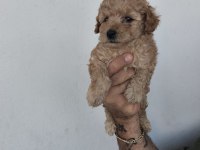 Toy Poodle bebekler