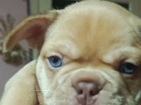 EGZOTİK FRENCH BULLDOG