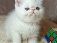 Böyle güzellikte başka iran kedisi yok