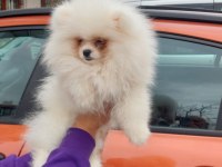 Sevimli pati pomeranian