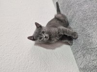 2 aylık yavrular eğitimleri tamam scottish fold
