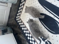Erkek dişi british shorthair