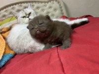 British shorthair chocolate