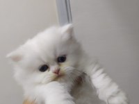 British longhair point dişi yavrum