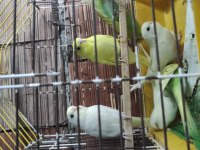 Bayram şekerleri yeni yeme düşmüş yavru muhabbet kuşu