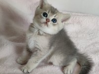 Şafkan British Shorthair