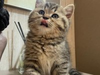 Bebeksu British Shorthairler