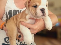 MÜKEMMEL KALİTE İNGİLİZ BULLDOG YARILARIMIZ