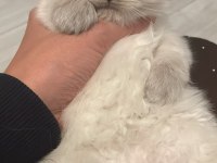 Blue point british longhair kedilerim