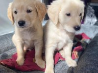 Muhteşem Babyface Golden Retriever Yavrular
