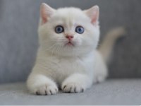 ERKEK GOLDEN BRITISH SHORTHAIR
