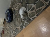 Ücretsiz sahiplendirme scottish fold