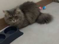 Maine coon oğlum acil yuva arıyor