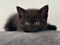 2 erkek 3 dişi 2.5 aylık scottish fold yavrular