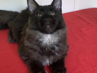 Kocaman Maine Coon Erkek Ns