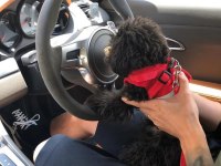 Teacup black poodle