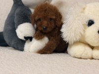 Toy Poodle İzmir Çiğli