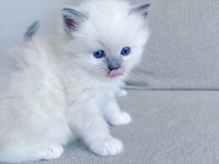 Ragdoll dişi ve erkek yavrular