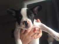 French Bolldog yavruları