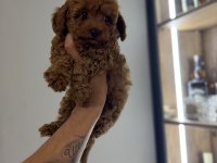 Oyun delisi poodle bebekler