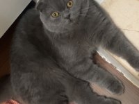 Scottish fold gözümün bebeği